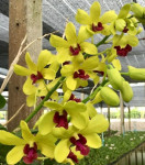 Орхидея Dendrobium Yellow Red Lip (сеянцы)