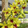 Орхидея Dendrobium Yellow Red Lip (сеянцы)
