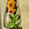 Орхидея Dendrobium Yellow Red Lip (сеянцы)