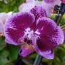 Орхидея Phalaenopsis Da Vinci (отцвел)