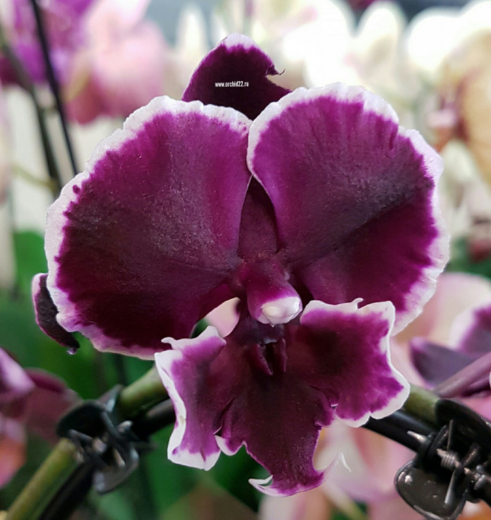 Орхидея Phalaenopsis Younghome Pearl, Big Lip (отцвел)