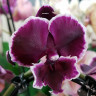 Орхидея Phalaenopsis Younghome Pearl, Big Lip (отцвел)