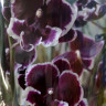 Орхидея Phalaenopsis Younghome Pearl, Big Lip (отцвел)