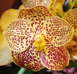 Орхидея Vanda Golden Magic 