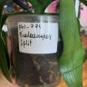 Орхидея Phalaenopsis Split (отцвел, РЕАНИМАШКА)