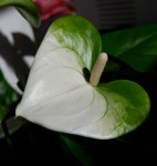 Anthurium Namora (отцвел)