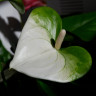 Anthurium Namora (отцвел)