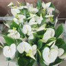 Anthurium Namora (отцвел)