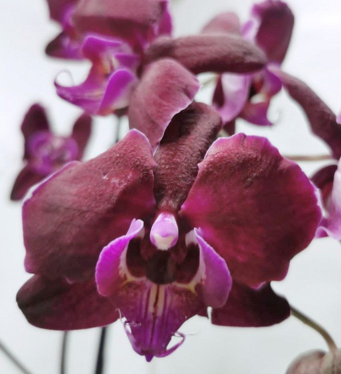 Орхидея Phalaenopsis Dragon Dance 