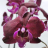 Орхидея Phalaenopsis Dragon Dance 