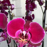 Орхидея Phalaenopsis Dragon Dance