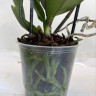 Орхидея Phalaenopsis Dragon Dance