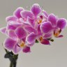 Орхидея Phalaenopsis,  mini