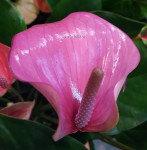 Anthurium Joli (отцвел)