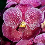 Орхидея Red Vanda (сеянцы)