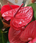 Anthurium Pink Queen