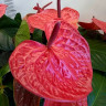 Anthurium Pink Queen