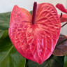 Anthurium Pink Queen