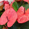 Anthurium Pink Queen