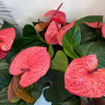 Anthurium Pink Queen