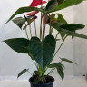 Anthurium Pink Queen