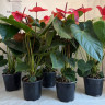 Anthurium Pink Queen