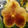 Орхидея Vanda Vivan x Ascda Kultana Brown (отцвела)