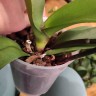 Орхидея Phalaenopsis (отцвел, РЕАНИМАШКА) 