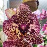 Орхидея Phalaenopsis Cleopatra  