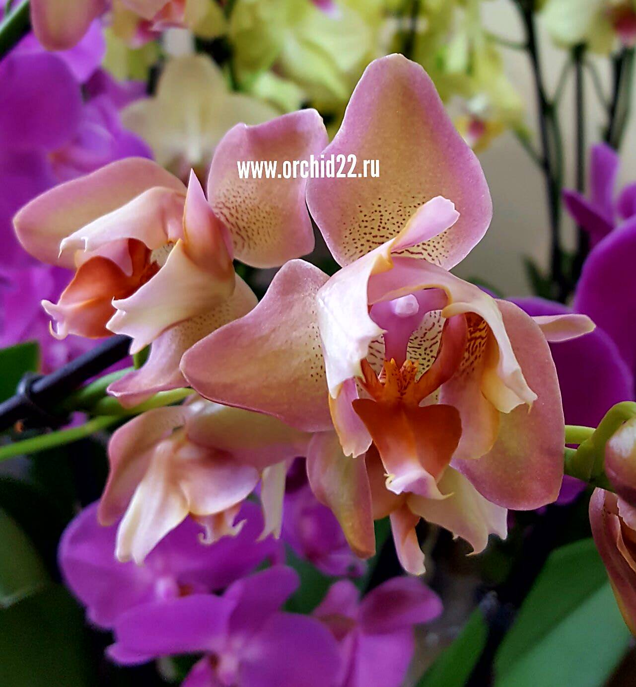 Phalaenopsis hybr - - Страница 47 - Некоммерческая ассоциация любителей орхидей