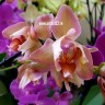 Орхидея Phalaenopsis  Legato (отцвел)