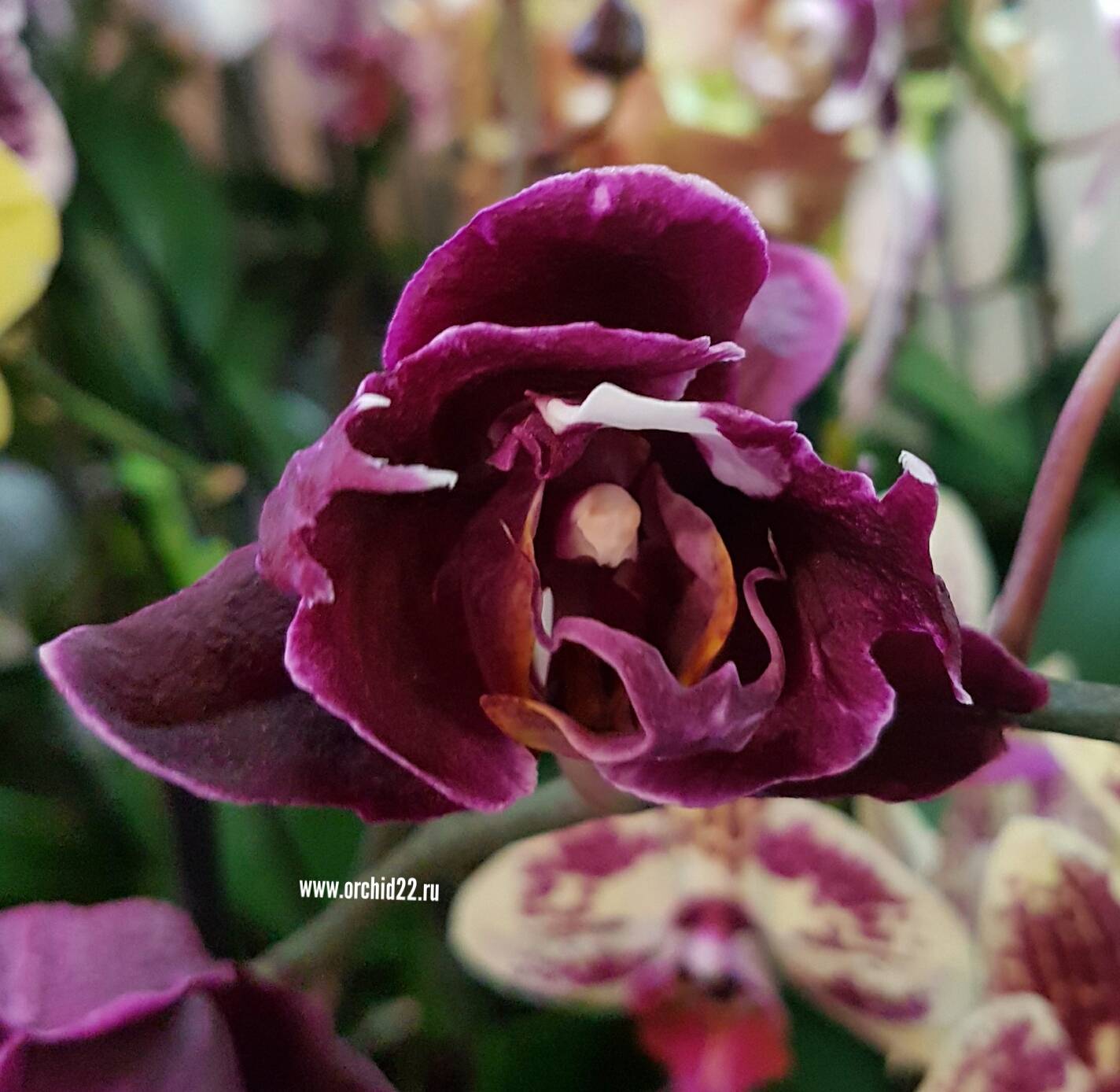 Орхидея Каменная Роза Фото