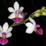 Орхидея Phalaenopsis Anna Larati Soekardi 
