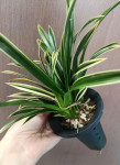 Орхидея Cymbidium Golden Elf, variegata (еще не цвел)