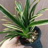 Орхидея Cymbidium Golden Elf, variegata (еще не цвел)