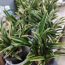 Орхидея Cymbidium Golden Elf, variegata (еще не цвел)