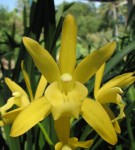Орхидея Cymbidium Golden Elf, variegata (еще не цвел)