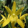 Орхидея Cymbidium Golden Elf, variegata (еще не цвел)