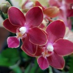 Орхидея Phalaenopsis Sogo Red Star