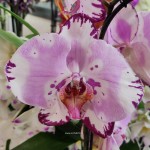 Орхидея Phalaenopsis Emiliya (отцвёл)