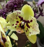 Орхидея Phalaenopsis Pescara peloric 
