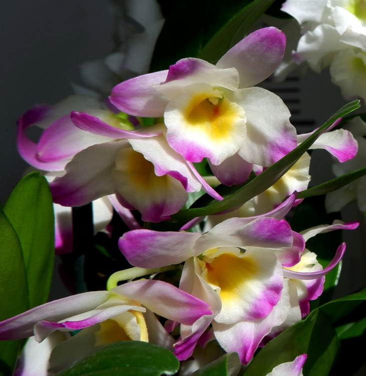 Орхидея Dendrobium nobile (деленка, отцвёл) 