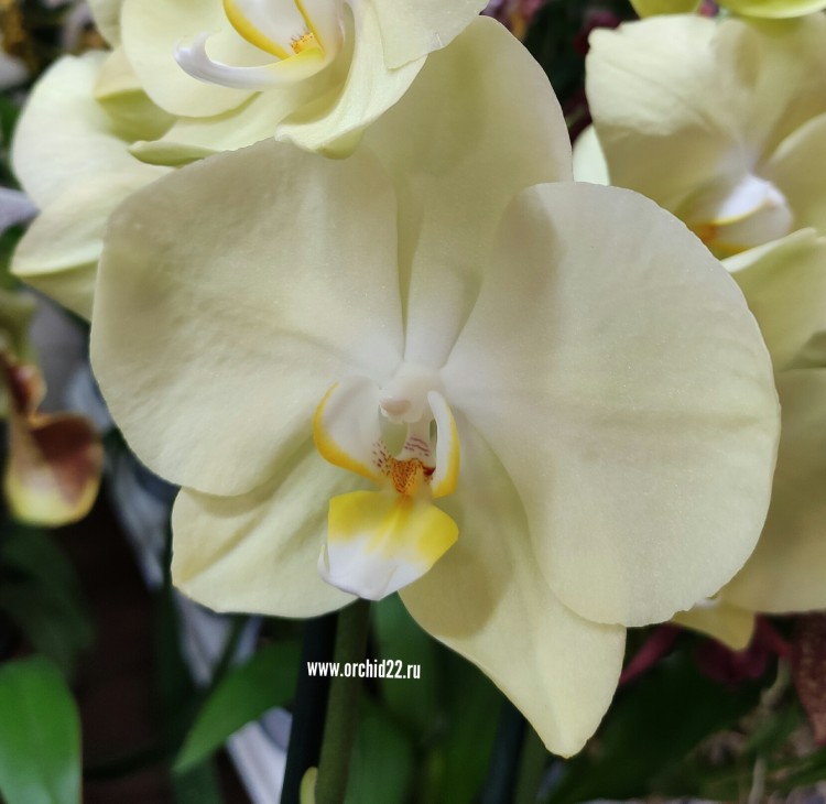 Орхидея Phalaenopsis Sunshower (отцвел)