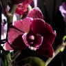 Орхидея Phalaenopsis Black, Big Lip  