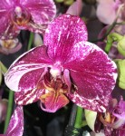 Орхидея Phalaenopsis mutation (отцвел, РЕАНИМАШКА)