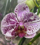 Орхидея Phalaenopsis mutation 