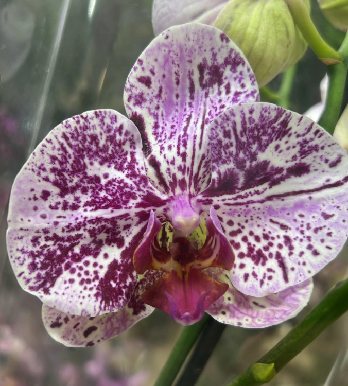Орхидея Phalaenopsis mutation 