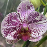 Орхидея Phalaenopsis mutation 