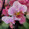 Орхидея Phalaenopsis, multiflora   