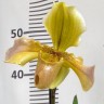 Орхидея Paphiopedilum hybrid (отцвел)              